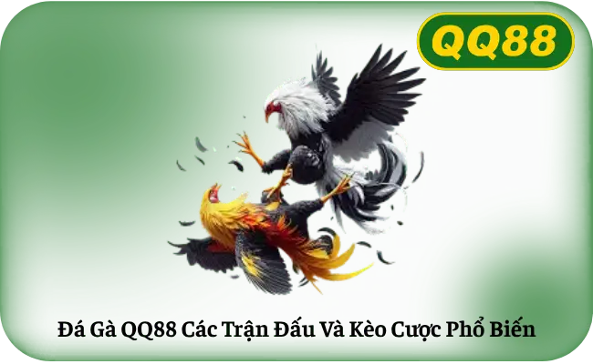 Da Ga QQ88 Cac Tran Dau Va Keo Cuoc Pho Bien Đá Gà QQ88 Các Trận Đấu Và Kèo Cược Phổ Biến